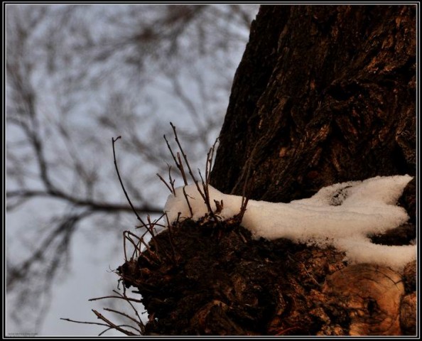 雪后 054.jpg