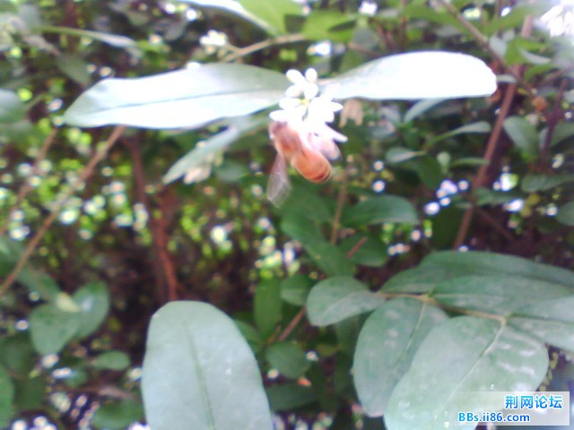IMG0336A.jpg