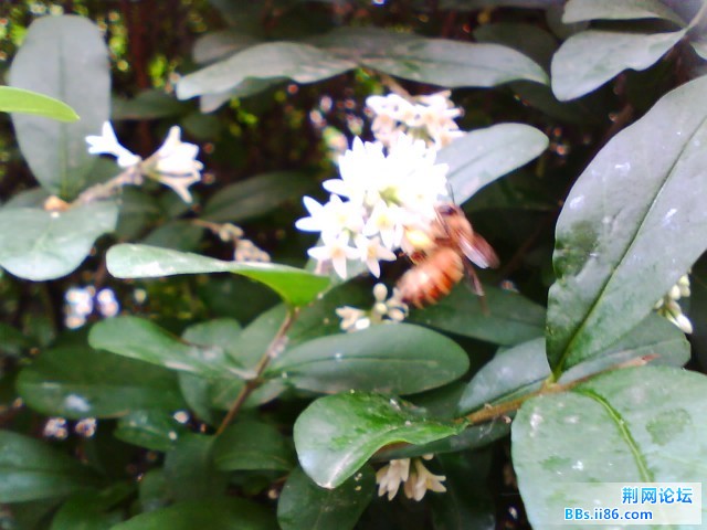 IMG0335A.jpg