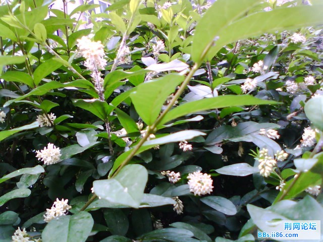 IMG0338A.jpg