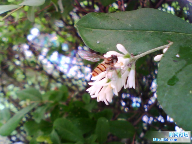 IMG0341A.jpg