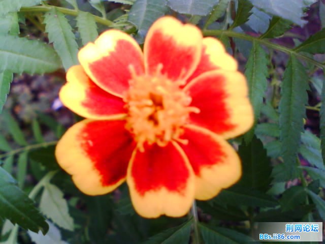 IMG0376A.jpg