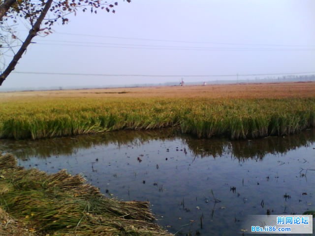 IMG0427A.jpg