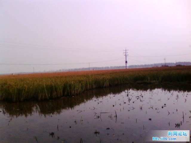 IMG0429A.jpg