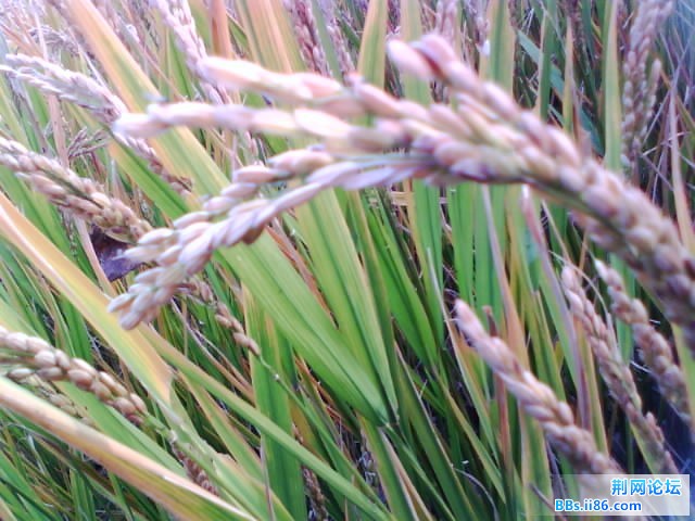 IMG0430A.jpg