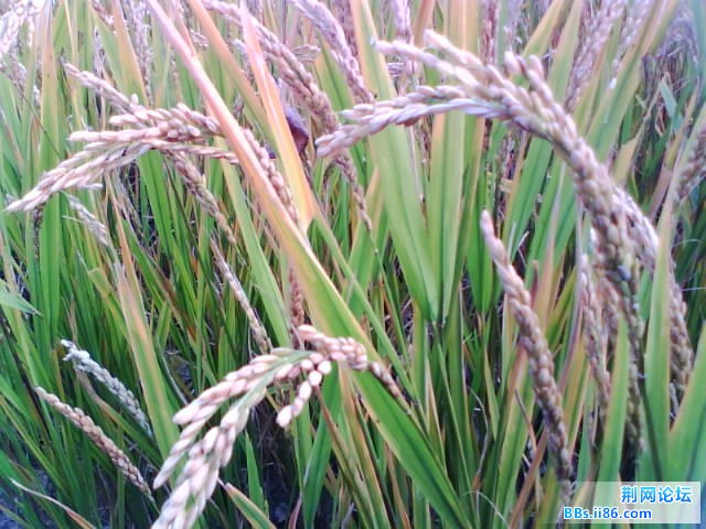 IMG0431A.jpg