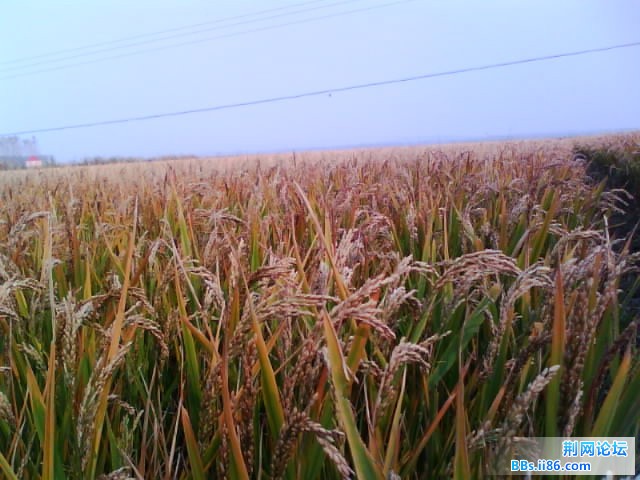 IMG0432A.jpg