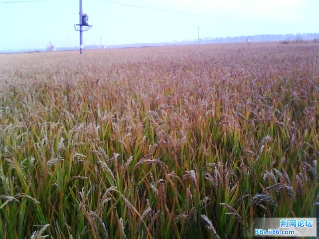 IMG0433A.jpg