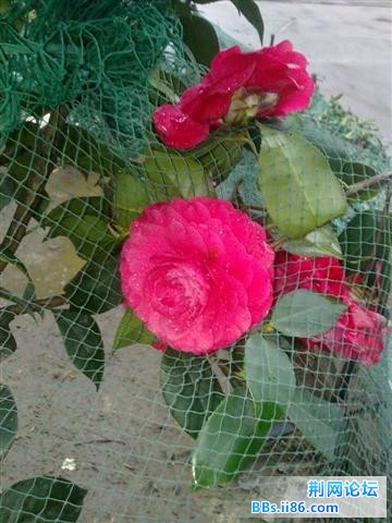 20110319900.jpg