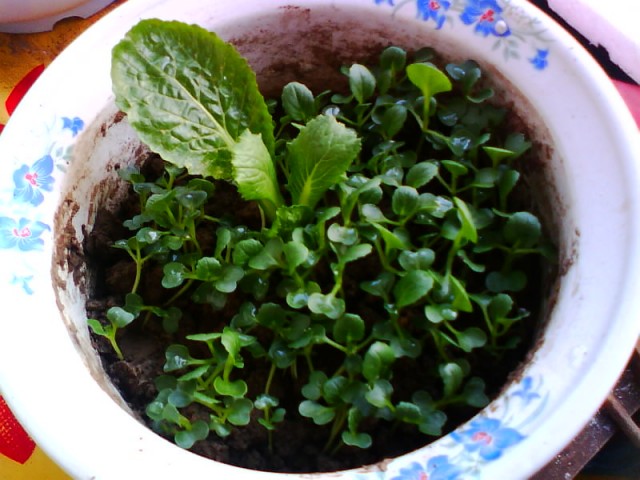 IMG0654A.jpg