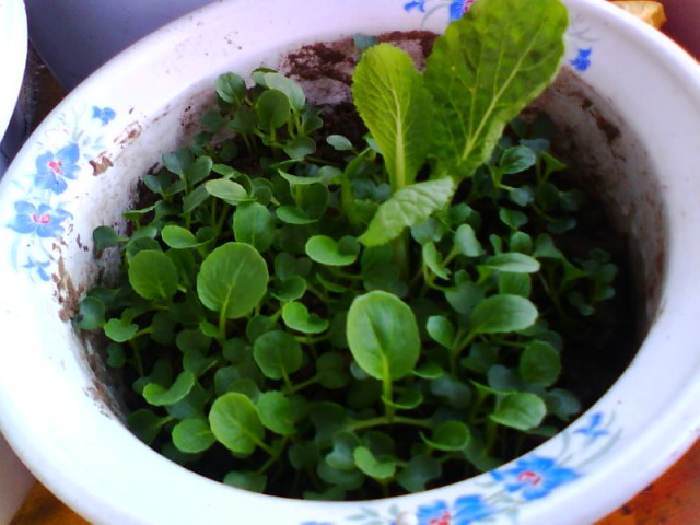 IMG0664A.jpg