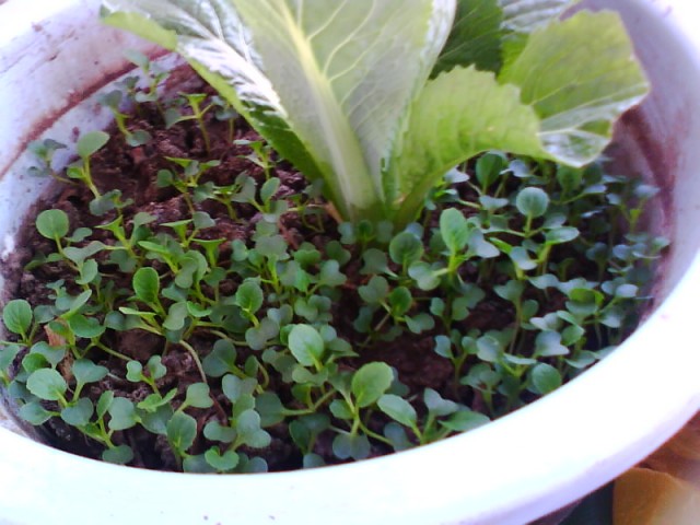 IMG0665A.jpg