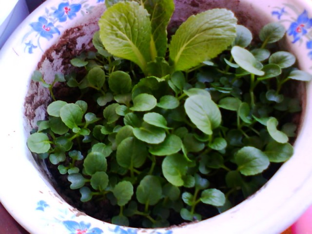 IMG0682A.jpg