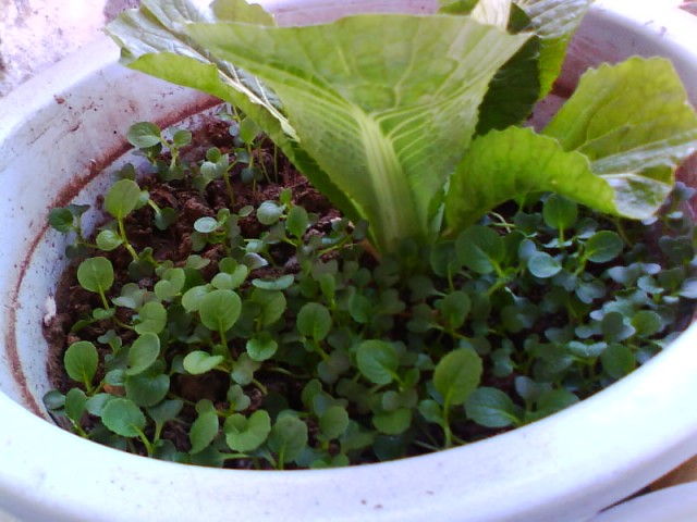 IMG0683A.jpg