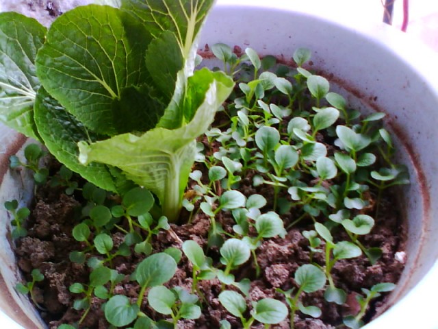 IMG0687A.jpg