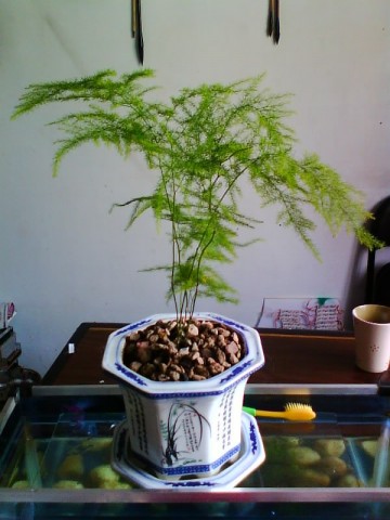 IMG0692A.jpg