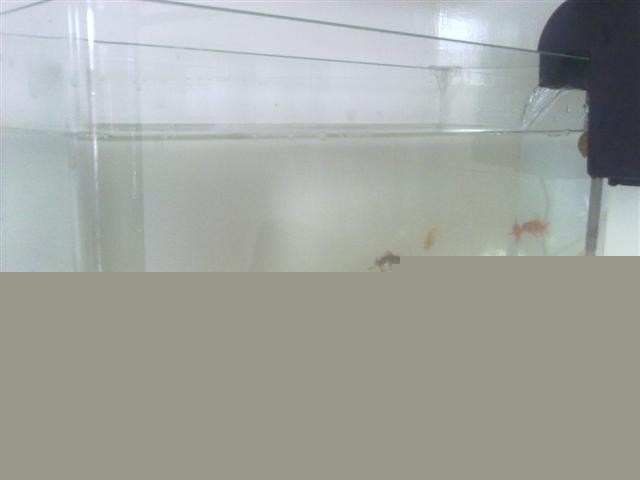 20110412981.jpg