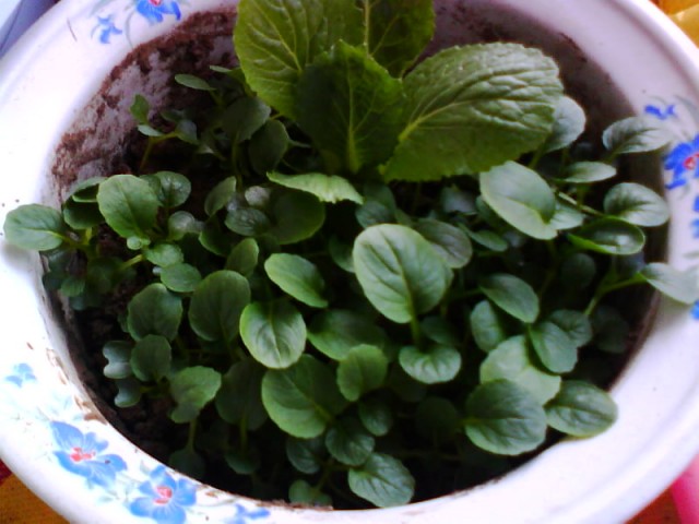 IMG0693A.jpg