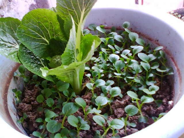 IMG0694A.jpg