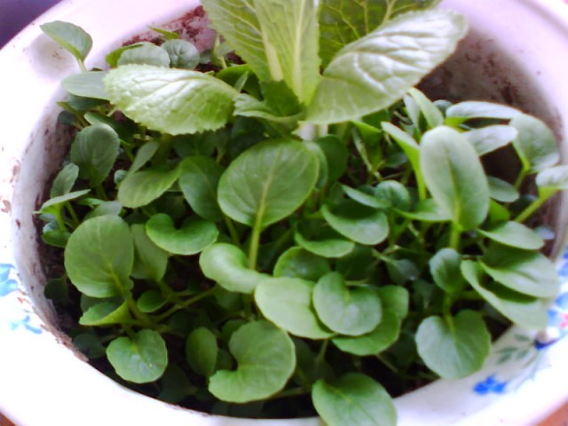 IMG0706A.jpg