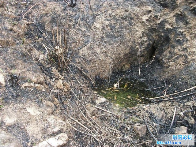 古道旁小泉源4.JPG