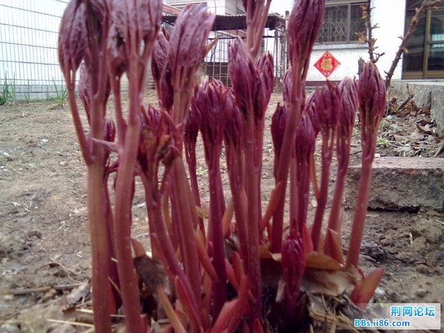 20110420062.jpg