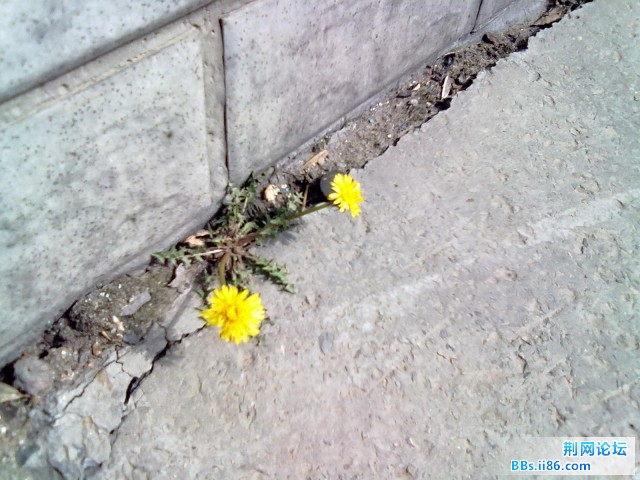 20110427087.jpg