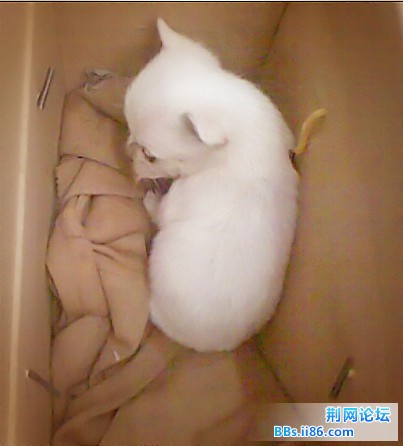 狗狗1_副本_副本.jpg