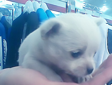 狗狗4_副本_副本.jpg