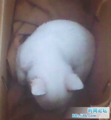 狗狗9_副本_副本.jpg