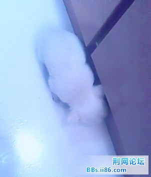 狗狗15_副本_副本.jpg