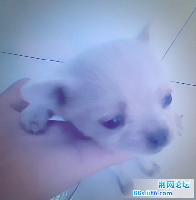 狗狗18_副本.jpg