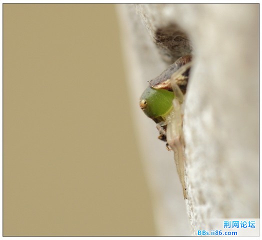 10778304蟹蛛科峭腹蛛属.jpg
