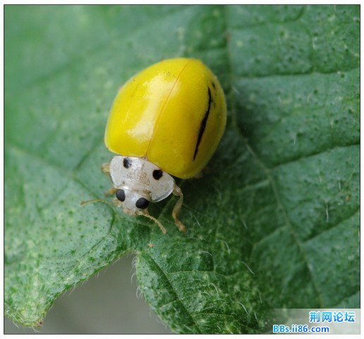 11539492黄瓢虫.jpg