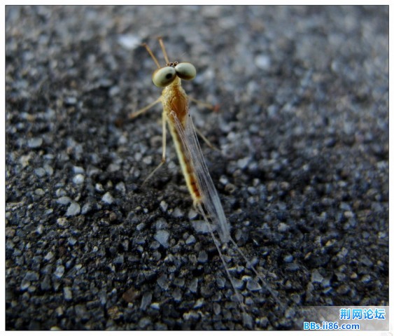 a4267242红腹四节蜉蝣.jpg
