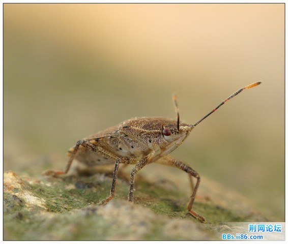 茶翅蝽.jpg