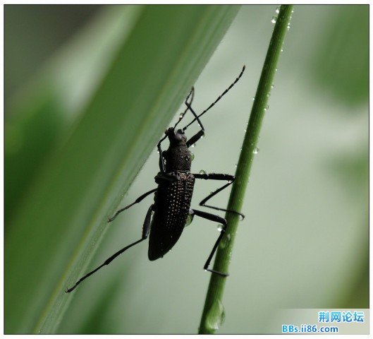躲避雨水的树栖拟步甲184640_1276229674.jpg