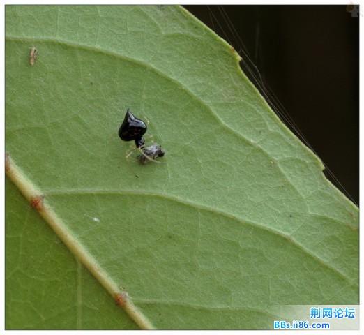 黑桃皇后.jpg