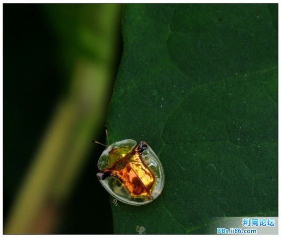 金盾龟金花虫.jpg