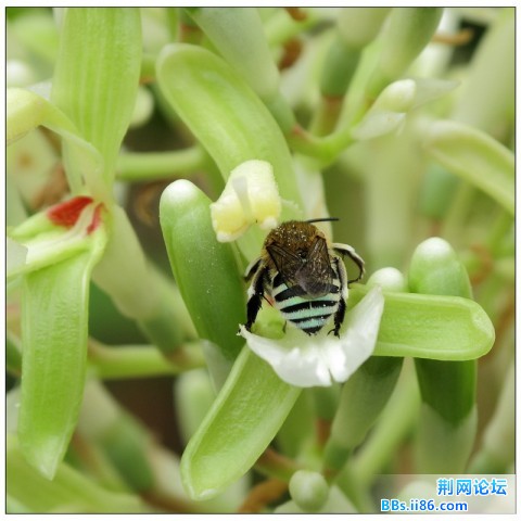无垫蜂184640_1276070219.jpg