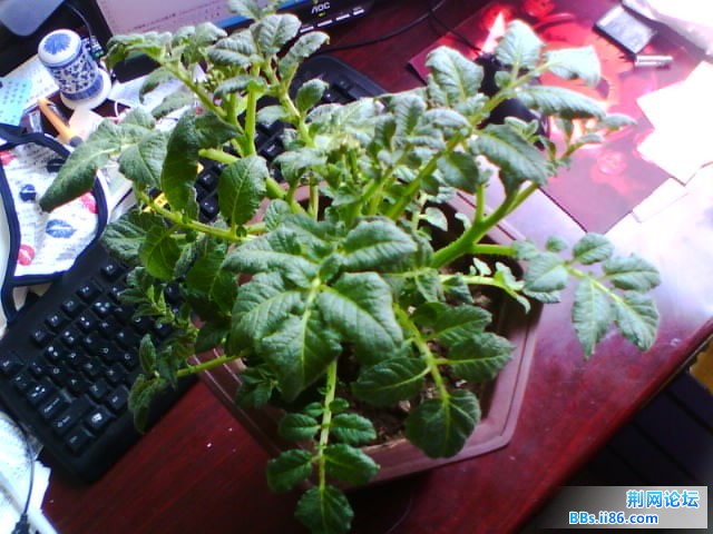 IMG0748A.jpg
