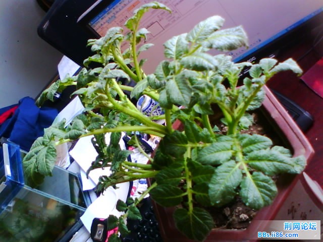 IMG0749A.jpg