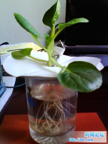 IMG0751A.jpg