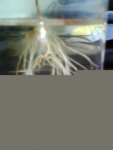 IMG0752A.jpg