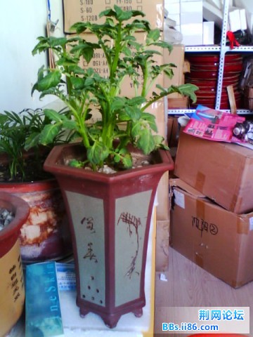 IMG0753A.jpg