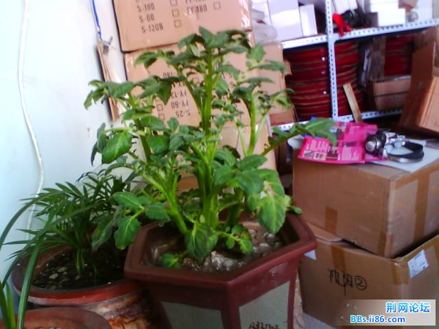 IMG0754A.jpg
