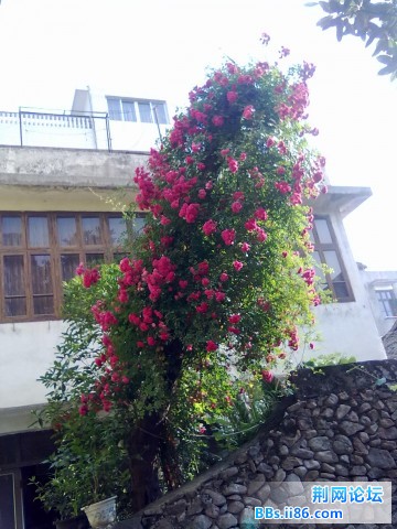 20110531909.jpg