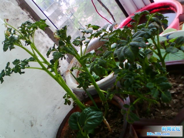 IMG0775A.jpg
