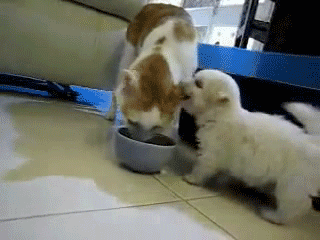 11.gif