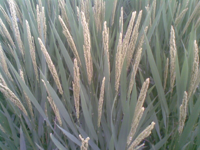 20110830(007).jpg